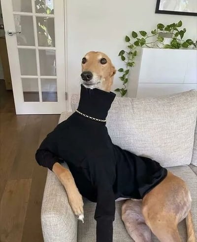 这是一张原始拍摄的静态单图，画面的主体是一只灵缇犬，它被主人穿上了一件黑色的高领长袖上衣，脖子上还佩戴了一条金属链条，正端坐在浅灰色的沙发上，将一只前肢搭在沙发扶手上，模仿出人类的坐姿，狗狗眼神直视镜头，表情呆萌滑稽。背景是温馨的室内环境，左侧是一扇带有玻璃格的白色房门，右侧的柜子上摆放着一盆垂吊绿植，整体氛围轻松有趣，通过拟人化的穿搭和姿态，让宠物看起来充满“人味”，十分搞笑。