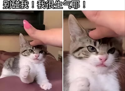图片为左右对比的双格静态图，上方配有文字“别碰我！我很生气耶！”。左侧画面中，一只灰白相间的虎斑猫正抬起右前爪，试图推开一只涂着粉色指甲油的人类手指，表情略显不耐烦，仿佛在拒绝被摸头；右侧画面为猫咪的近景特写，它睁着圆溜溜的大眼睛抬头注视着仍在摸它头顶的手指，眼神中带着一丝警惕与无奈，形成有趣的反差萌。整体展现了小猫咪“口嫌体正直”的傲娇可爱瞬间。