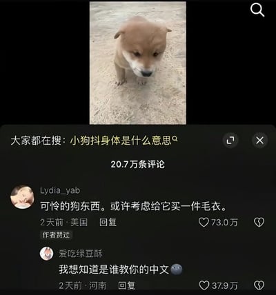 这是一张社交媒体评论区的截图，上方是一只看起来蔫蔫的小狗照片，顶部搜索栏显示大家都在搜索“小狗抖身体是什么意思”；下方评论区中，来自美国的网友Lydia_yab用地道的中式吐槽语气留言“可怜的狗东西。或许考虑给它买一件毛衣。”，另一位河南网友则好奇回复“我想知道是谁教你的中文😶”，外国网友的中文表达过于接地气，形成强烈反差感，十分搞笑。