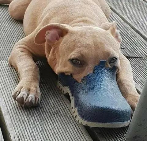 比特犬