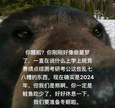 这是一张文字加注的棕熊脸部特写静态图，背景是带有积雪与林木的野外环境。图中以棕熊的视角创作了一段对话，调侃观者在“噩梦”中念叨上学、上班、竞赛、绩点、综测、考研、考公等当代年轻人充满压力的事务，点明当下是2024年，但“我们是熊”，以鲑鱼吃少了为由安抚观者，让其放下人类的焦虑，准备一起冬眠。整幅图通过人类压力与熊的松弛生活的反差，传递出逃离焦虑、回归简单生活的治愈感，精准戳中当代年轻人的学业与职场压力痛点。