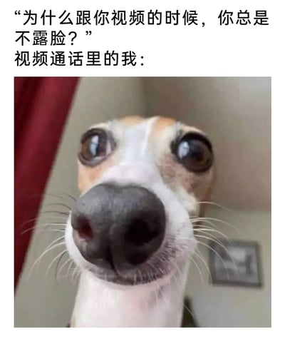 这是一张精准戳中日常社交小窘迫的搞笑梗图，上方配有来自通话对方的提问文字：“为什么跟你视频的时候，你总是不露脸？”，下方则用一只意大利灵缇犬怼脸凑近镜头的照片，来对应“视频通话里的我”。照片里的狗狗鼻子占据了画面的大部分区域，眼睛瞪大，夸张的视角和表情，生动表现出很多人在视频通话时，因为社恐、懒得收拾外貌，或者单纯不想露全脸，只让镜头拍到鼻子部分的状态，用动物的夸张神态放大了这种窘迫又好笑的情绪，很容易引发网友的共鸣。