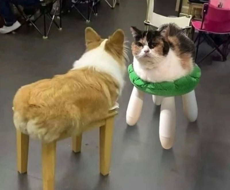 柯基犬