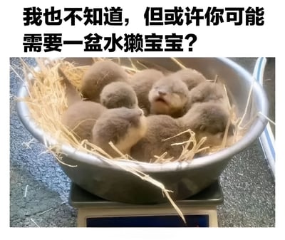 图片上方有一行黑色文字："我也不知道，但或许你可能需要一盆水獭宝宝？"。下方是一张照片，显示一个金属盆里装满了几只毛茸茸的水獭宝宝，它们蜷缩在一起，身上覆盖着稻草，整个盆放在一个电子秤上。水獭宝宝们看起来非常幼小，眼睛紧闭，呈现出困倦可爱的状态。