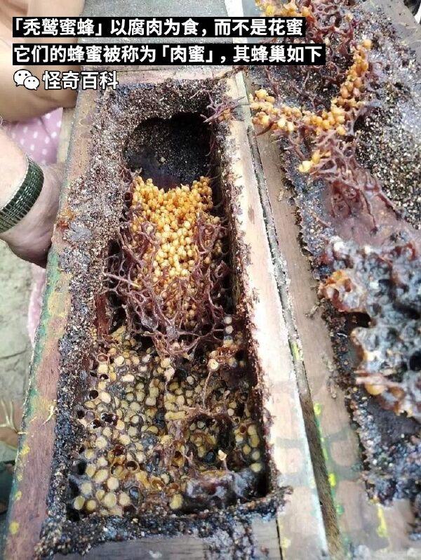真实生物