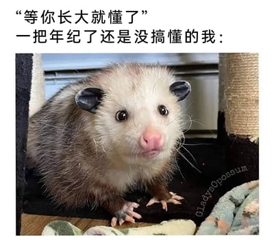 这是一张能引发大众共鸣的搞笑梗图，采用图文混排的形式呈现。上方配有两行中文文字，第一行是生活中人们常听到的他人话语“等你长大就懂了”，第二行点明自身状态“一把年纪了还是没搞懂的我：”；下方是一只名为Gladys的负鼠，它睁着圆溜溜的眼睛，表情懵懂迷茫，神态无辜地趴在平台上，前爪放在身前，这只负鼠的神态完美契合了文字所描述的那种活了很久，却依然对很多曾被说“长大就懂”的事情感到困惑的状态，用可爱的宠物形象调侃这种普遍的生活感受，很容易让网友产生共鸣。