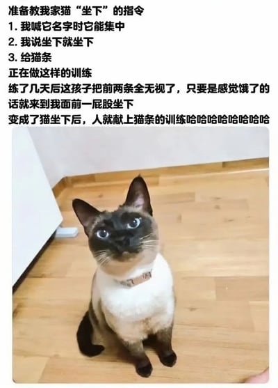 图片上方是一段文字描述，讲述主人试图训练自家猫咪“坐下”的经历：原计划通过喊名字集中注意力、说“坐下”指令、给予猫条奖励三个步骤进行训练，但几天后果然失败——猫咪完全无视前两个步骤，只要饿了就主动跑到主人面前坐下，反向变成了“猫坐下后人就献上猫条”的训练，结尾配一连串“哈哈”表达哭笑不得的心情。图片下方是一只暹罗猫的照片，它戴着浅色项圈，正坐在木地板上，仰着头睁着大眼睛看向前方，表情看起来有些期待，似乎在等待猫条。