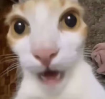 一张近距离拍摄的猫咪特写照片，猫咪有着白色和橘色相间的毛发，面部以白色为主。它的眼睛瞪得很大很圆，瞳孔呈黑色，眼神中透露出明显的震惊和惊讶情绪。嘴巴微张，露出小小的牙齿，粉色的鼻子清晰可见，胡须也根根分明。背景模糊，主要突出猫咪的面部表情，整体给人一种呆萌又夸张的感觉。