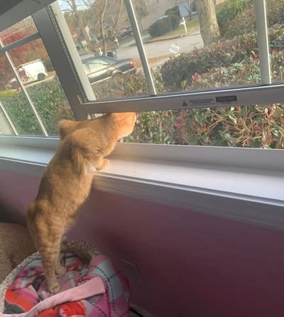 一只橘色的猫正站在窗台上，前爪搭在窗框上，专注地向外张望。窗外是一个有灌木丛和停放车辆的居民区街道。猫咪站在一块格子图案的毯子上，房间的墙壁是粉色的。