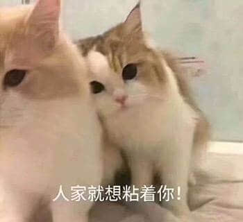 图片中展示了两只可爱的猫咪依偎在一起的温馨场景。左侧是一只毛色偏橘白的猫咪，右侧是一只灰白棕相间的猫咪，体型稍小，正亲昵地靠向左侧猫咪，眼神温柔。图片底部配有文字“人家就想粘粘着你!”，生动表达了猫咪之间的亲密依赖感，整体氛围治愈又可爱。