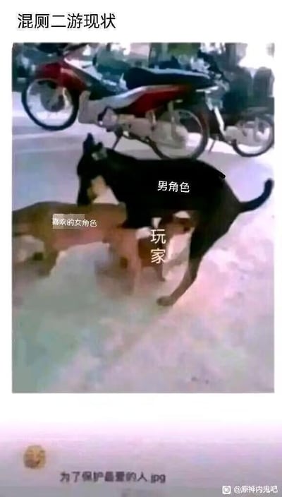 这张梗图采用真实动物照片改编，通过三只狗的互动场景映射二次元游戏（二游）圈子里的矛盾现状：标注为「玩家」的小狗被标注「男角色」的大狗和标注「喜欢的女角色」的小狗夹在中间，「男角色」的大狗做出凶狠的压制姿态，图下方配文「为了保护最爱的人.jpg」。该图讽刺了部分二游圈子中，玩家因为喜爱女角色，遭到部分男角色拥护者的攻击，被迫处于「保护」自己喜爱角色的尴尬、两难处境，用戏谑的方式表达玩家在圈子争议中的无奈。图中无谐音、双关梗，仅用动物互动画面映射圈子冲突。