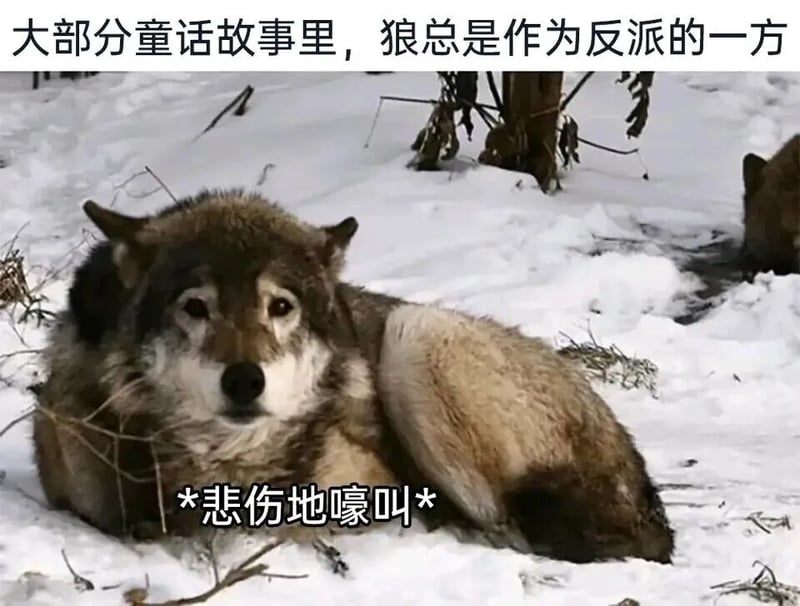 狼