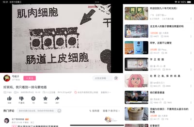 这是哔哩哔哩（B站）UP主「芍椛子」发布的视频截图，视频核心内容是一幅手绘的生物细胞示意图：标注为「肠道上皮细胞」的紧密排列手绘图案，因造型和户外露营的乌蒙地插高度相似，被UP主玩梗吐槽「好笑吗，我只看到一排乌蒙地插」，将严肃的生物知识和生活化物品结合，制造出搞笑反差感。截图同时展示了B站的视频播放界面，包括UP主信息、视频数据、热门评论以及右侧的B站推荐视频栏。