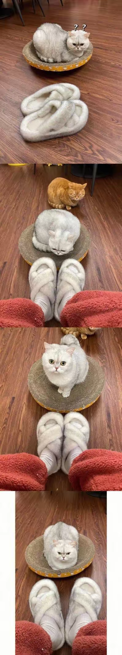 这是一组竖屏多图拼接的照片，记录了猫咪与拖鞋之间的趣味互动。首图中，一只白猫趴在圆形垫子上，旁边放着一双白色毛绒拖鞋；接着橘猫好奇地走近垫子区域；随后画面出现穿着红色裤子和白色拖鞋的人的脚部，白猫警觉地抬头看向拖鞋；后续几张图继续展现白猫在垫子上的不同状态以及与拖鞋的位置关系，整体充满生活气息和宠物的可爱瞬间。