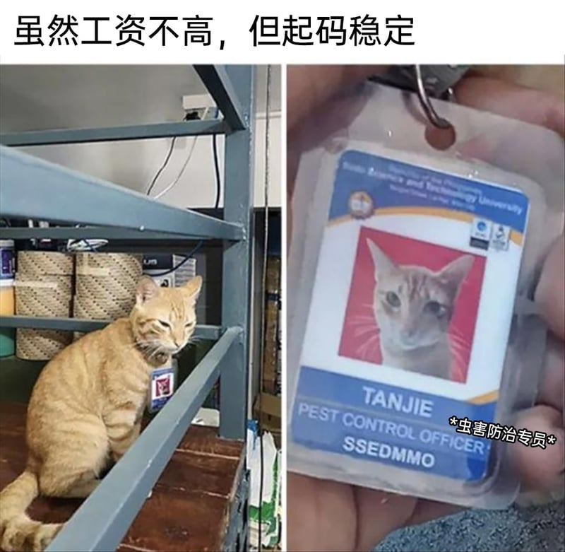 虫害防治专员