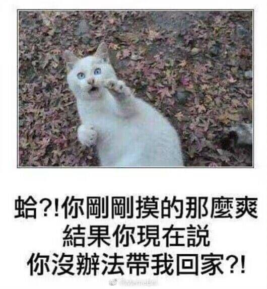 震惊白猫