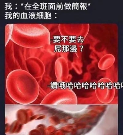 这是一张多图拼接的连环梗图，采用图文混排的形式，用拟人化的手法表现人在全班面前做简报时的紧张社恐心情。图的上方是3D渲染的红色血液细胞悬浮的画面，配文模拟血液细胞的对话：“要不要去屌那边？”“赞哦哈哈哈哈哈哈哈哈”，这里运用了谐音梗，“屌”谐音“死”，表达当事人紧张到想“社死”的崩溃心情；下方是血液细胞在血管中快速流动的画面，对应人在极度紧张时心跳加速、血液流速变快的生理反应，整体生动地将抽象的紧张情绪具象化，引发社恐人群的共鸣。
