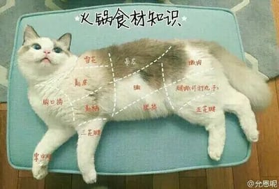 这是一张P图改编的文字加注静态图，主体是一只白棕毛色相间的布偶猫，它侧躺在蓝色垫子上，睁着大眼睛，表情无辜放松。创作者以趣味恶搞的方式，将猫咪的不同身体部位对应标注成火锅食材的各个部位：背部上方标注为“雪花”，背部中间标注为“吊龙”，后半身侧面标注为“嫩肉”，后腿标注为“腿肉（可打丸子）”，后腹位置标注为“五花腱”，腹部标注为“肥拼”“腩”，身体中部侧面标注为“匙柄”，前半身侧面标注为“匙皮”，胸口位置标注为“胸口捞”，前腿标注为“三花腱”，爪子位置标注为“掌中宝”，图片顶部还配有“火锅食材知识”的标题，把猫咪和火锅食材创意结合，制造出反差萌的搞笑效果，既体现了对猫咪的喜爱，也表达了对火锅文化的趣味联想。