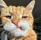这是一张橘猫的面部特写照片，猫咪有着白色的口鼻部，双眼半眯，眼神显得有些疲惫和慵懒，长长的胡须清晰可见。画面聚焦于猫咪的脸部，整体给人一种呆萌又略带无奈的可爱感觉。