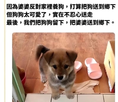 这是一张幽默搞笑的宠物梗图，上方配有文字描述："因为婆婆反对家里养狗，打算把狗送到乡下但狗狗太可爱了，实在不忍心送走最后，我们把狗狗留下，把婆婆送到乡下。"图片主体是一只棕色的柴犬幼犬，正无辜地站在木地板上，周围散落着一些纸巾和一双粉色拖鞋。图片通过意想不到的反转结局制造笑点，展现了人们对萌宠的喜爱胜过家庭矛盾的幽默场景。