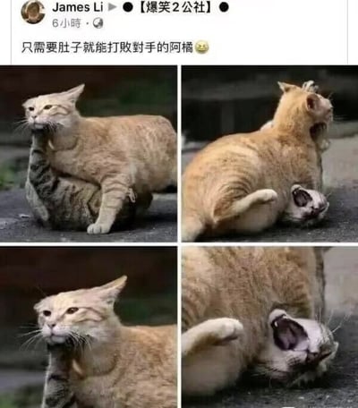 社交媒体帖子截图，包含四张实拍照片组成的2x2网格。内容为一只名为“阿橘”的橘猫与另一只虎斑猫发生互动，橘猫凭借体型优势用肚子压制对手，画面幽默有趣。帖子配文“只需要肚子就能打败对手的阿橘😉”，突出橘猫的“战斗力”来源于其肚子。