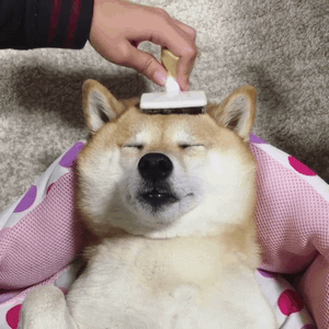 柴犬享受被梳毛的治愈瞬间