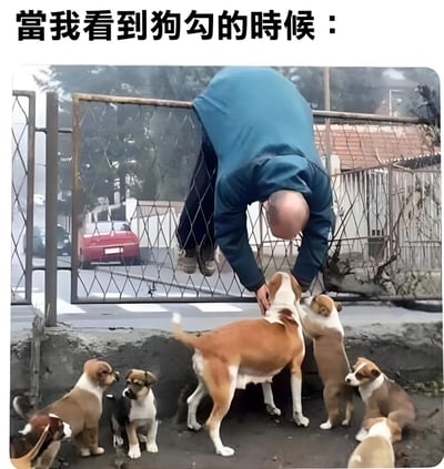图片上方有文字'当我看到狗勾的时候：'，下方是一名穿蓝色上衣的男子翻越铁丝网围栏，身体倒挂着伸手抚摸围栏另一侧的几只棕白相间的小狗。男子表情专注，姿态夸张地想要接触狗狗，展现出对小狗的极度喜爱和渴望。