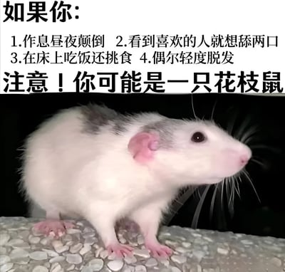 图片上半部分用黑色加粗文字列出四项“症状”：作息昼夜颠倒、看到喜欢的人就想舔两口、在床上吃饭还挑食、偶尔轻度脱发，下方醒目文字提示“注意！你可能是一只花枝鼠”，配图是一只毛色白灰相间的花枝鼠，正站在石子上侧头张望，表情呆萌。整体用幽默的方式将人类的某些生活习惯与花枝鼠的习性联系起来，制造反差萌笑点。