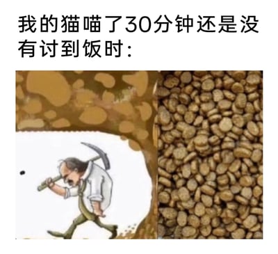 这是一张充满趣味的宠物主题梗图，顶部配有文字“我的猫喵了30分钟还是没有讨到饭时：”，采用左右对比的图文混排形式，将猫咪拟人化为一位扛着镐子、疲惫不堪的中年大叔，右侧的大量猫粮被比作难以触及的矿藏，以此夸张地表现猫咪长时间讨饭却没能得到食物时的沮丧与“辛劳”，用拟人化的手法调侃宠物讨饭的日常，精准戳中养宠人士的笑点，引发共鸣。