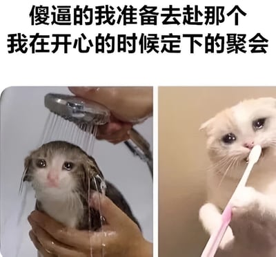 这张梗图通过两张猫咪图片表达了人们被迫参加社交活动时的无奈心情。上方文字写着'傻逼的我准备去赴那个我在开心的时候定下的聚会'，下方左侧是一只正在被淋浴的猫，眼神中透露出委屈和不情愿；右侧是一只正在刷牙的猫，表情严肃认真。两张猫咪图片生动形象地展现了人们从被迫准备出门到强打精神参加聚会的心理变化过程，幽默地反映了社交焦虑和后悔答应邀约的常见生活场景。