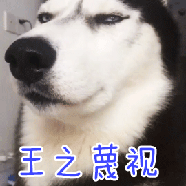 这是一个由四帧组成的动态GIF，每一帧均展示一只哈士奇犬的特写面部。狗狗眼神冷峻，表情略带不屑与傲慢，头部有轻微的左右转动，强化了其“蔑视”的神态。每帧画面下方都叠加了蓝色文字“王之蔑视”，整体营造出一种幽默的“王者般不屑一顾”的氛围，常用于网络交流中表达调侃式的轻视或优越感。