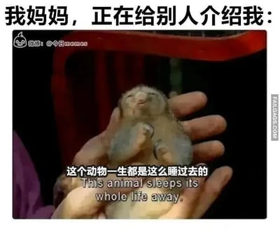 这是一张搞笑的文字加注梗图，顶部配文“我妈妈，正在给别人介绍我：”，图中主体是一双手捧着一只神态慵懒、半睁着眼的困倦小动物，下方配文“这个动物一生都是这么睡过去的”，同时附有英文翻译。该图以拟人的夸张方式，将自己比作这只嗜睡的小动物，吐槽妈妈眼中的自己是个极度爱睡觉的人，用生活化的场景和幽默的表达，引发有类似经历的网友共鸣，属于日常家庭向的搞笑吐槽内容。