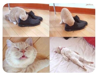 这是一组由四张猫咪照片拼接而成的趣味图，展示了不同猫咪的搞笑与治愈瞬间：第一张浅色猫咪专注地将头钻进黑色皮鞋中；第二张利用视觉错位，让浅色猫咪的身体看起来像是‘腿’搭在皮鞋上，制造出迷惑又搞笑的效果；第三张橘色猫咪瘫在地板上，闭眼张嘴，露出满足惬意的神态；第四张白色猫咪仰躺在床上，四肢摊开，以大字型睡姿熟睡，放松感拉满。整组图没有双关或谐音梗，充满了宠物日常的治愈感。