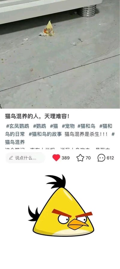 图片分为上下两部分，上半部分是一张实拍照片，显示地面上有疑似鸟的残骸；下半部分是社交媒体帖子内容，包含文字“猫鸟混养的人，天理难容！”及多个相关 hashtags，底部配有一个愤怒表情的黄色小鸟插图（类似《愤怒的小鸟》游戏角色）。整体表达了对猫鸟混养危险性的强烈警告。