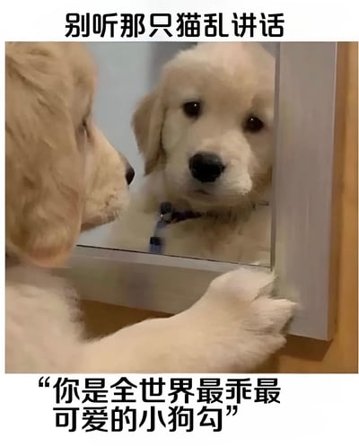 一只金毛犬正对着镜子看自己的倒影，表情呆萌可爱。图片上方配有文字"别听那只猫乱讲话"，下方配有文字"你是全世界最乖最可爱的小狗勾"，通过拟人化的方式，营造出一种幽默温馨的氛围，仿佛小狗在镜子中听到了夸奖。
