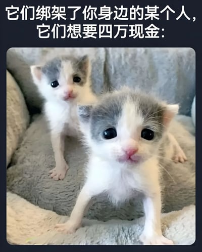 图片上方有白色文字：'它们绑架了你身边的某个人，它们想要四万现金：'，下方是两只灰白色小奶猫，毛发蓬松，眼睛又大又圆，正坐在灰色的沙发或垫子上，表情呆萌可爱。整体通过可爱的小猫形象与严肃的'绑架勒索'文字形成强烈反差，营造出幽默搞笑的效果。