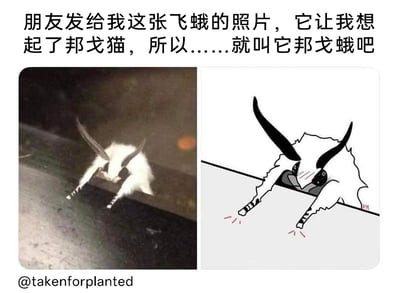 这是一张左右对比的趣味创作图，左侧是朋友发来的真实飞蛾照片，这只飞蛾拥有蓬松的白色躯体，两根修长且向上扬起的触须，前肢搭在深色平面上，整体形态和网络知名形象邦戈猫高度相似；右侧是网友基于这只飞蛾进行的拟人化二次创作，将飞蛾绘制为带有邦戈猫特征的“邦戈蛾”，给它添加了害羞的脸红神态，前肢处还画出了小爪子扒拉平面的动态效果，显得软萌可爱。图片上方的配文说明了创作缘由，作者因飞蛾的形态联想到邦戈猫，便给它取名“邦戈蛾”。