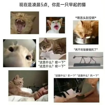 这是一张多图拼接的猫咪梗图，上方配有文字'现在是凌晨5点，你是一只早起的猫'，展示了猫咪在清晨5点的各种典型行为。图中包含7张不同猫咪的照片，分别表现了猫咪张嘴大叫、用舌头刮空碗、好奇咬纸张、扒拉物品以及试图叫醒主人等场景，生动幽默地展现了猫咪早起后的活跃状态和对主人的'骚扰'行为。