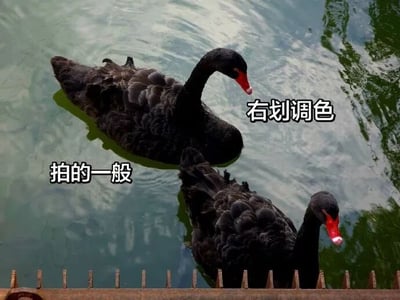 这是一张横向实拍动物照片，画面中有两只黑天鹅在略带绿色的水面上游动，水面映出天空和岸边植物的倒影，底部可见一排护栏。图片左下方配有白色描边文字“拍的一般”，右上方配有“右划调色”，整体以自嘲口吻说明原片拍摄效果普通，并引导观众向右滑动查看调色后的版本。黑天鹅羽毛卷曲、呈深黑色，喙为红色且尖端泛白，姿态自然。画面没有人物，也没有明显地标，主要趣味来自摄影前后对比的社交媒体互动形式。