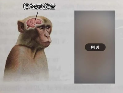 这是一张左右布局的网络梗图，左侧是经过修改的猕猴图像，猕猴的头部被处理后露出大脑，一根细针插入大脑部位，图像上方配有文字“神经元激活”；右侧是一块灰色的空白区域，中间设置了一个深色的“剧透”按钮。该图将神经科学中的“神经元激活”概念与大众熟悉的“剧透”场景结合，用猕猴大脑被刺激的画面，拟人化地调侃人们在即将被剧透或者刚被剧透时，大脑受到强烈冲击、神经被触动的状态，引发人们对剧透这一行为的共鸣与趣味讨论。
