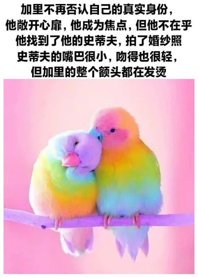 图片上方是一段关于加里和史蒂夫的浪漫故事文字，讲述他们找到彼此并拍摄婚纱照的经历。下方是两只色彩鲜艳的彩虹色小鸟，它们依偎在粉色背景前的树枝上，正在亲昵地互相亲吻，营造出温馨浪漫的氛围。
