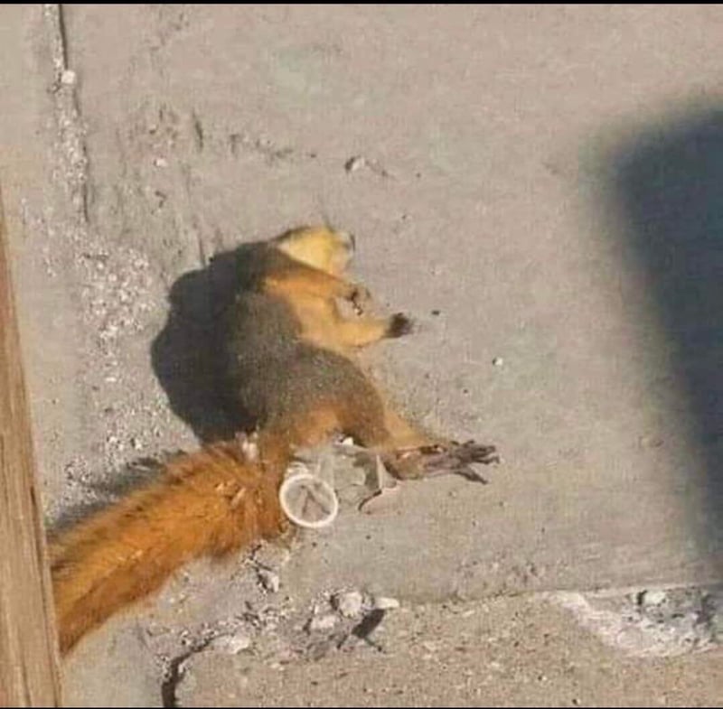 松鼠
