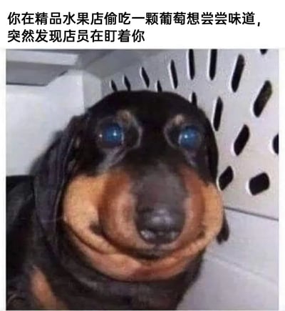 这是一张趣味梗图，图上方配有文字“你在精品水果店偷吃一颗葡萄想尝尝味道，突然发现店员在盯着你”，图中主体是一张经过P图改编的腊肠犬照片：腊肠犬的脸部被扭曲变形，呈现出僵硬怪异的神态，瞪大的蓝色眼睛，搭配扭曲的面部肌肉，完美还原了人在偷吃被抓包时那种尴尬、手足无措的社死心态，用动物的夸张表情放大日常小尴尬，极具搞笑效果，能让观者共情这种窘迫的瞬间。
