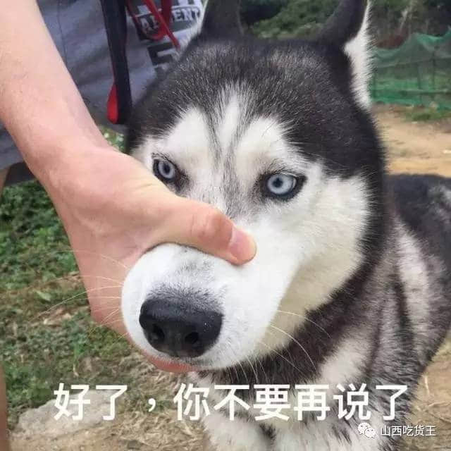 被按住鼻子的哈士奇：好了，你不要再说了