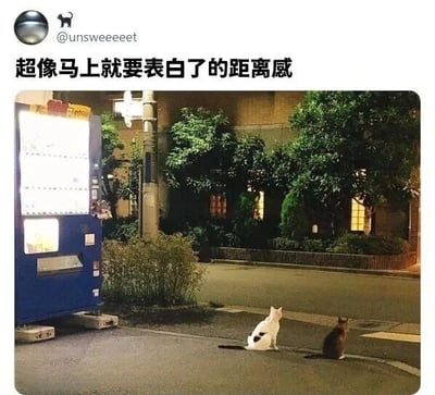 夜晚的街道场景，左侧有一台蓝色自动售货机亮着灯，周围有绿植和建筑物。两只猫（一只白色带黑斑，一只棕色）坐在道路上，背对背保持着一段不远不近的距离。图片上方有文字'超像马上就要表白了的距离感'，用猫咪间的微妙距离比喻即将表白前的紧张又期待的氛围。