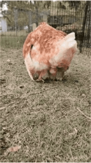 兔子