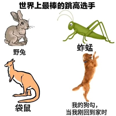 图片以“世界上最棒的跳高选手”为标题，展示了四种动物的卡通形象并进行趣味对比。左上角是蹲坐的野兔，右上角是站立的蚱蜢，左下角是站立的袋鼠，右下角是一只兴奋地站立跳跃的狗，下方配文“我的狗勾，当我刚回到家时”。通过将通常不被认为是跳高选手的宠物狗与野兔、蚱蜢、袋鼠这些擅长跳跃的动物并列，以幽默的方式突出宠物狗见到主人回家时的激动反应，营造出温馨搞笑的效果。
