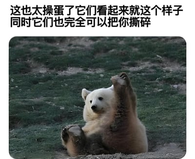 图片上方是黑色加粗文字："这也太操蛋了它们看起来就这个样子同时它们也完全可以把你撕碎"。下方是一只北极熊幼崽的照片，它正仰卧在草地上，一只前爪向上举起，表情呆萌可爱。图片通过可爱的动物形象与具有冲击力的文字形成反差，幽默地表达了外表与实际能力可能存在巨大差异的观点。