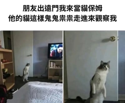 图片为左右对比的静态图文混排内容，上方配有文字说明“朋友出远门我来当猫保姆 他的猫这样鬼鬼祟祟走进来观察我”。左侧画面中，一只灰白相间的猫在房间内直立站立，背景可见电视正在播放节目，猫面向镜头方向，姿态像是在悄悄靠近；右侧画面为该猫的近景特写，它依然保持直立姿势，站在门边，耳朵竖起，眼神警惕地注视前方，整体呈现出“鬼鬼祟祟”观察陌生人的有趣场景。