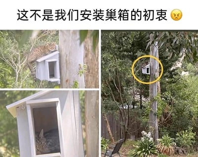 这是一张由三张图片拼接而成的趣味生活内容，顶部配有文字“这不是我们安装巢箱的初衷😠”。左上角图片展示了一只虎斑猫趴在安装在树干上的白色鸟用巢箱顶部，身体部分搭在巢箱上，姿态放松；左下角图片是巢箱的特写，能看到这只虎斑猫钻进了巢箱内部，只露出头部，看起来十分惬意；右侧图片是户外庭院的全景，安装在树干上的巢箱被黄色圆圈标注出来，清晰可见巢箱里的猫咪，背景是带有木质围栏、各类绿植和户外休闲椅的私人庭院。整体内容展现了原本为鸟类准备的巢箱，却被猫咪抢占作为休息场所的搞笑场景，配文精准表达了巢箱安装者的无奈与哭笑不得。